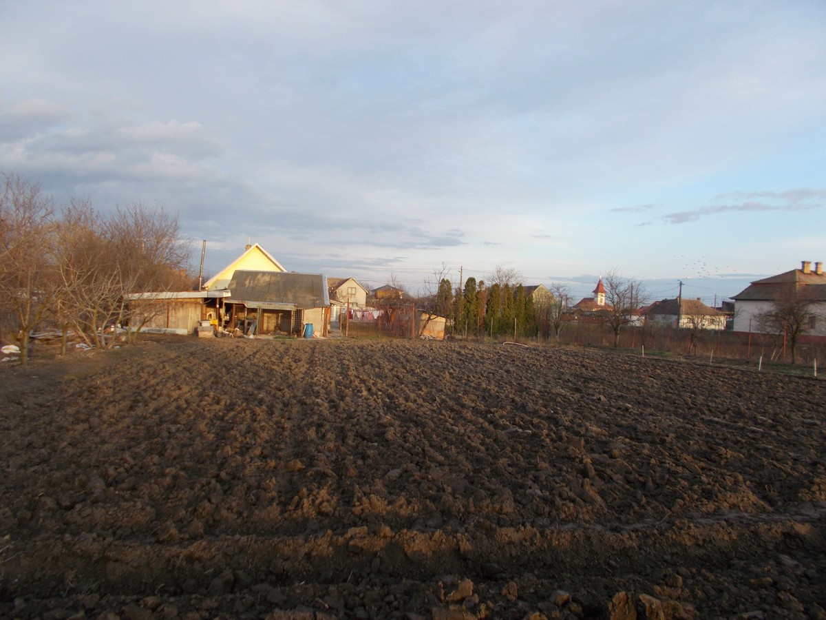 imobiliare timisoara