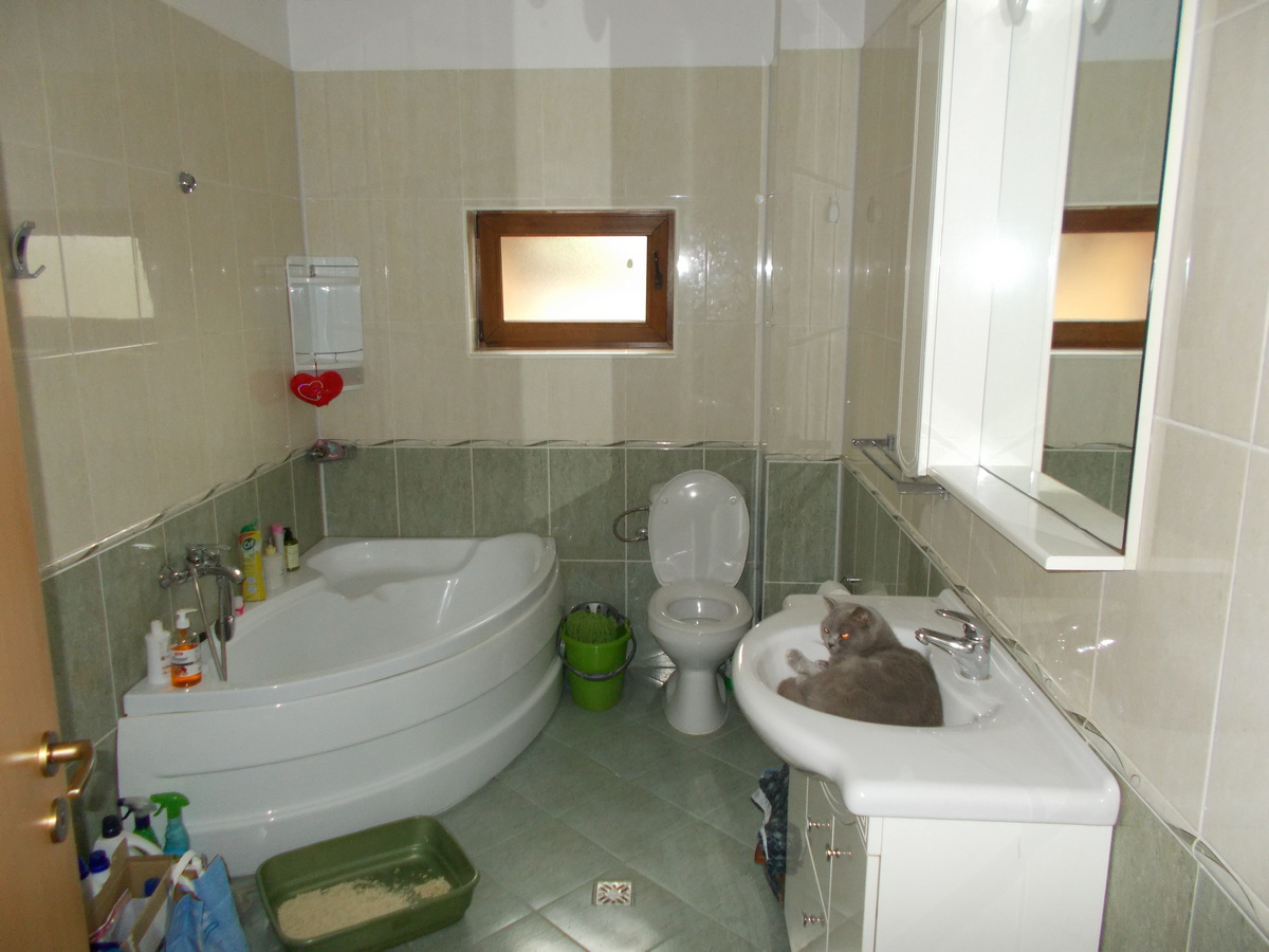 imobiliare timisoara