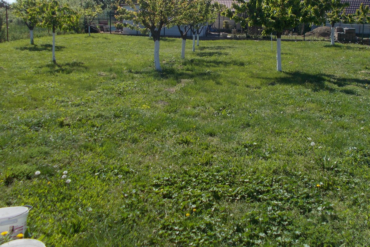 imobiliare timisoara