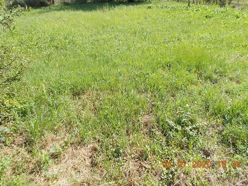 imobiliare timisoara terenuri